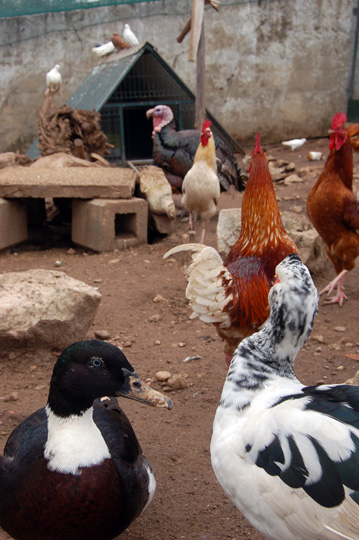 Portuguese chickens