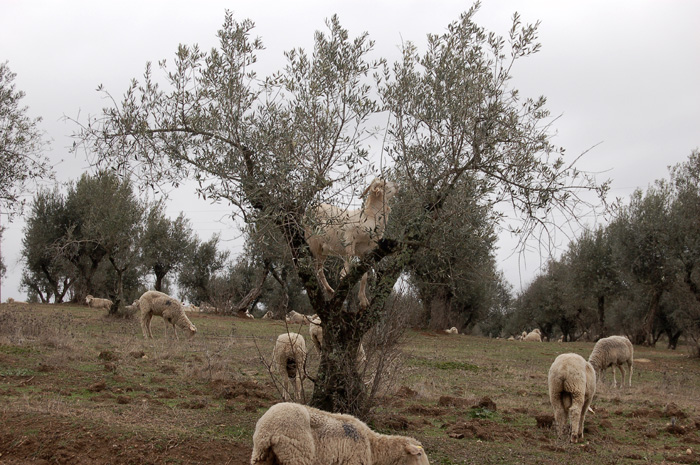 Goats, Central Portugal